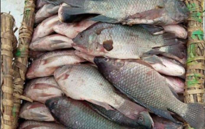 Journée nationale des poissons: le Nord-Kivu, vers une pêche en désuétude ?