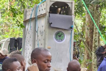 Est de la RDC: l’Okapi bientôt visible au zoo de la Réserve de faune à Okapis, 13 ans après