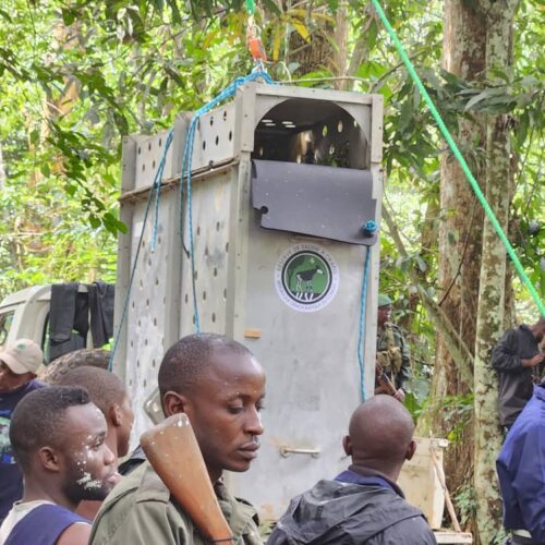 Est de la RDC: l’Okapi bientôt visible au zoo de la Réserve de faune à Okapis, 13 ans après