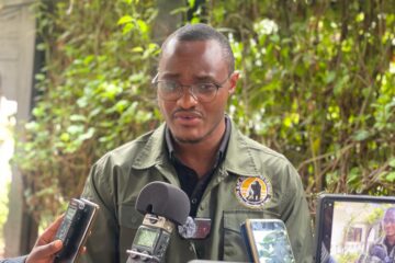 Nord-Kivu : malgré la guerre, le parc national des Virunga enregistre huit naissances de gorille en 2025