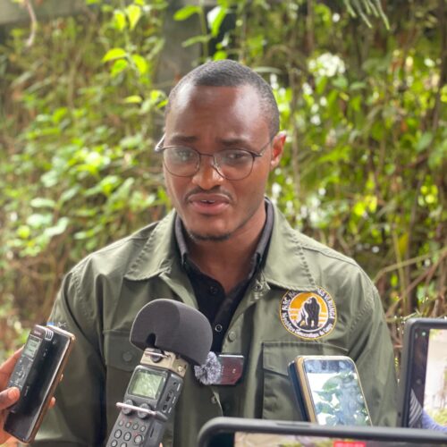 Nord-Kivu : malgré la guerre, le parc national des Virunga enregistre huit naissances de gorille en 2025